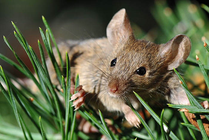 Ratas en el jardín