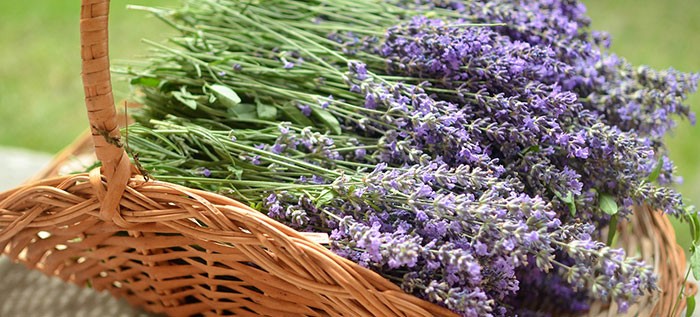 Recolección de lavandula