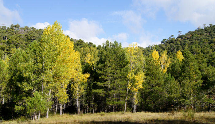 Recolección de rebollones en el bosque