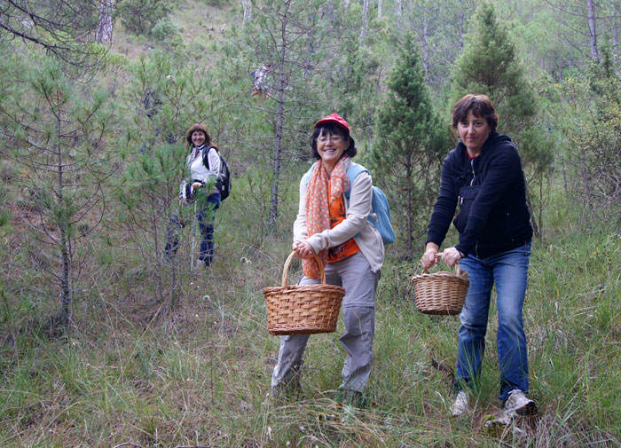 Recolección de rebollones por el bosque