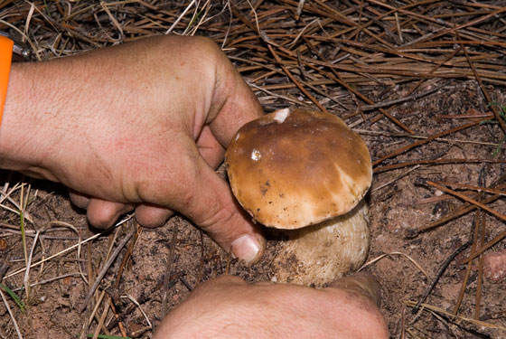 Temporada de Setas en Cuenca
