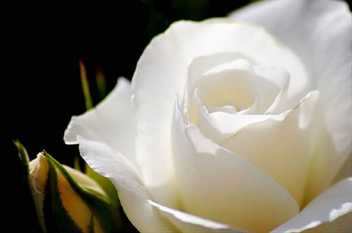 rosa blanca