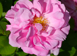 Rosa damascena, familia floral