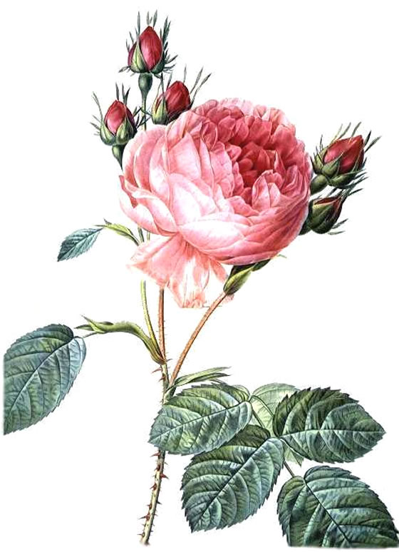 rosa_centifolia