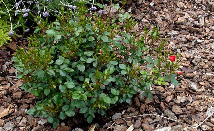 Rosal mini en el jardín