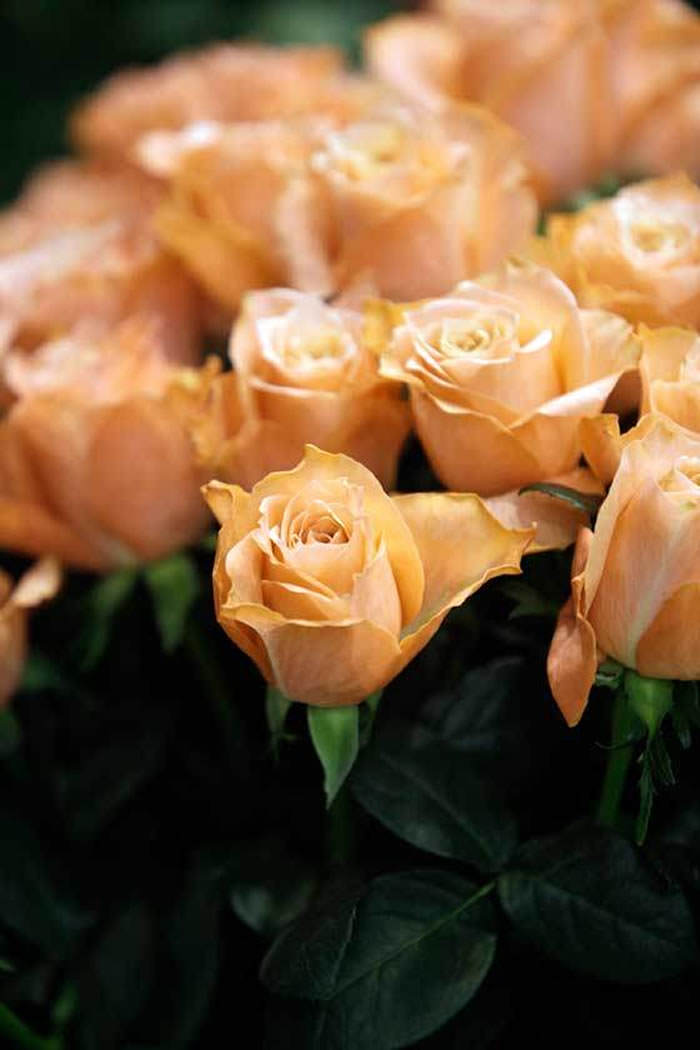 rosas de color naranja