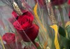 Rosas en Sant Jordi, Barcelona