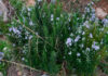 Rosmarinus officinalis de monte