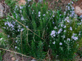 Rosmarinus officinalis de monte
