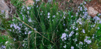 Rosmarinus officinalis de monte