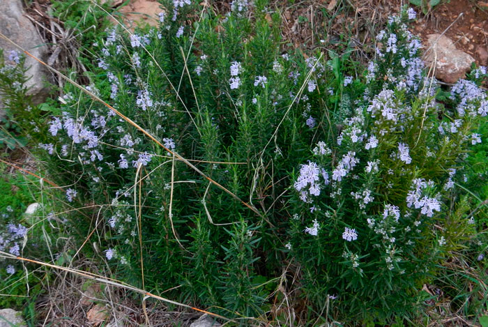 Rosmarinus officinalis de monte