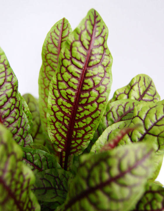 Rumex acetosa