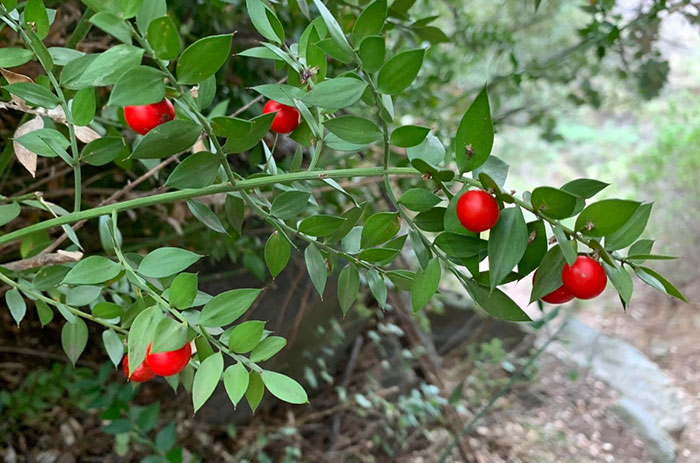 Ruscus aculeatus en el jardín