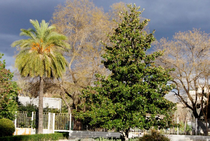 Salón del árbol