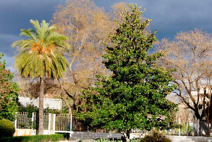 Salón del árbol