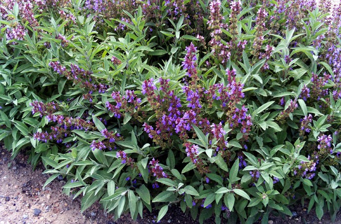 Salvia officinalis en el jardín