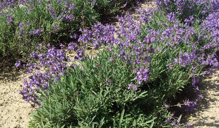 Salvia officinalis en el jardín