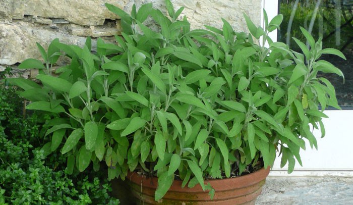 Salvia officinalis en maceta