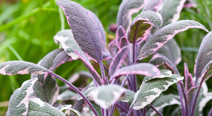 Salvia officinalis tricolor