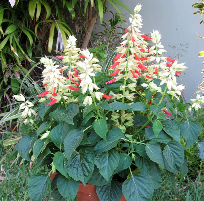 Salvia splendens