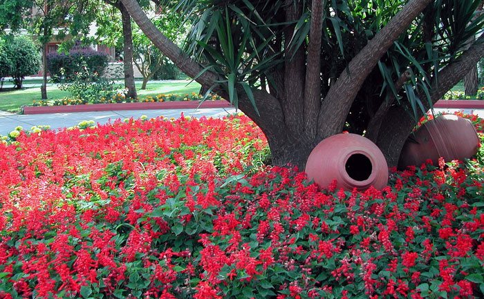 Salvia splendens