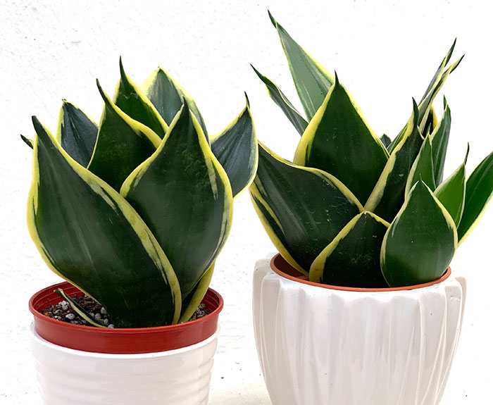 Sansevieria