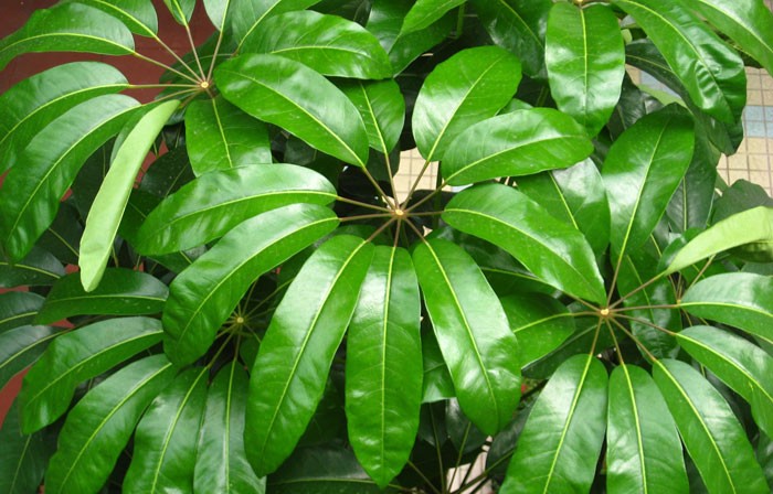 Hojas de Schefflera actinophylla