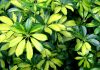 Schefflera arboricola