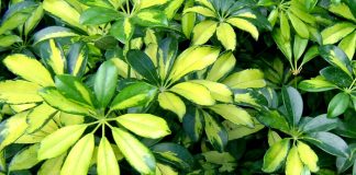 Schefflera arboricola