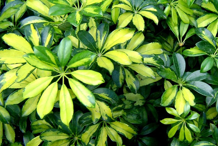 Schefflera arboricola