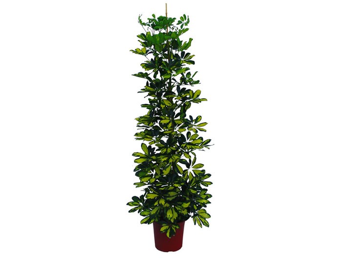 Schefflera arboricola