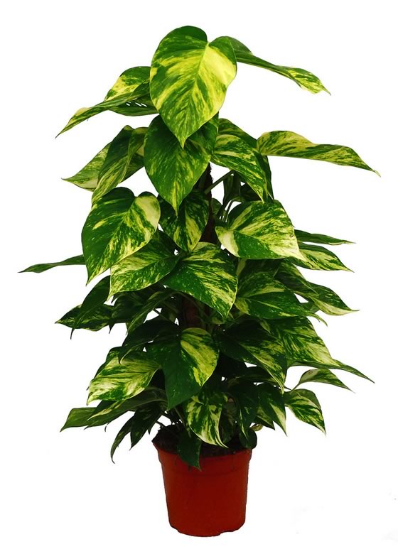 Scindapsus aureus o Pothos de tutor