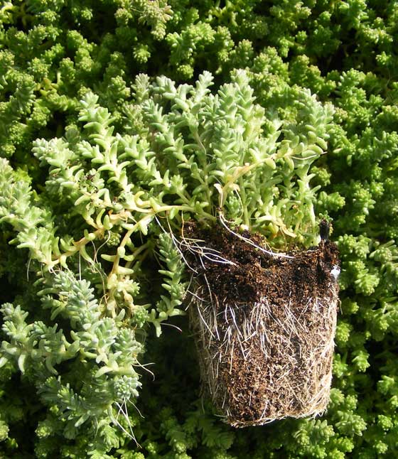 Sedum acre