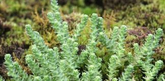 Sedum acre