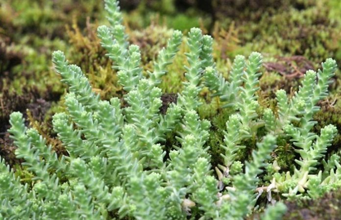 Sedum acre