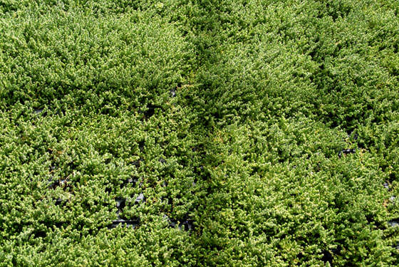 Sedum acre en cultivo