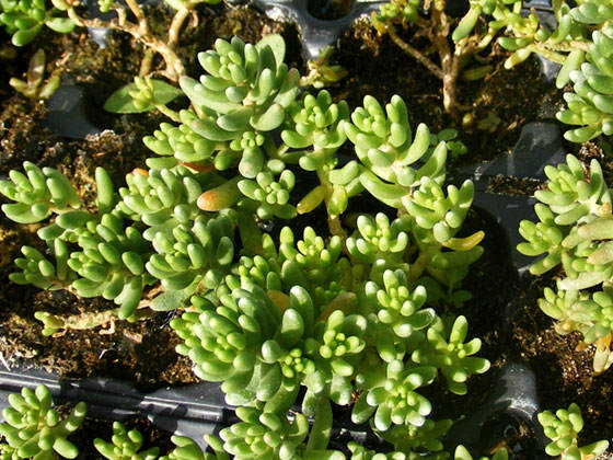 Sedum álbum | Revista de Flores, Plantas, Jardinería, Paisajismo y Medio ambiente