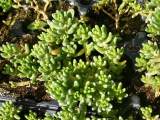 sedum album