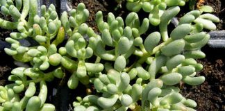 Sedum gypsicola