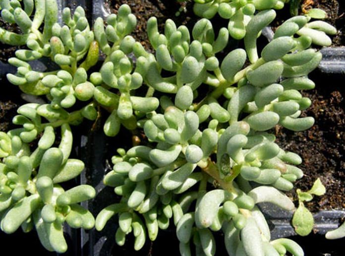 Sedum gypsicola