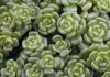 Sedum oreganum