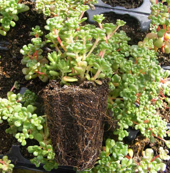 Sedum oreganum