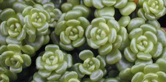 Sedum oreganum