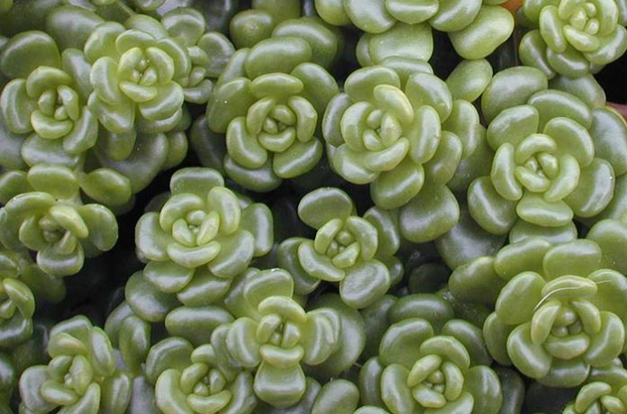 Sedum oreganum