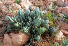Sedum sediforme