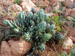 Sedum sediforme