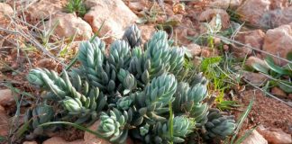 Sedum sediforme