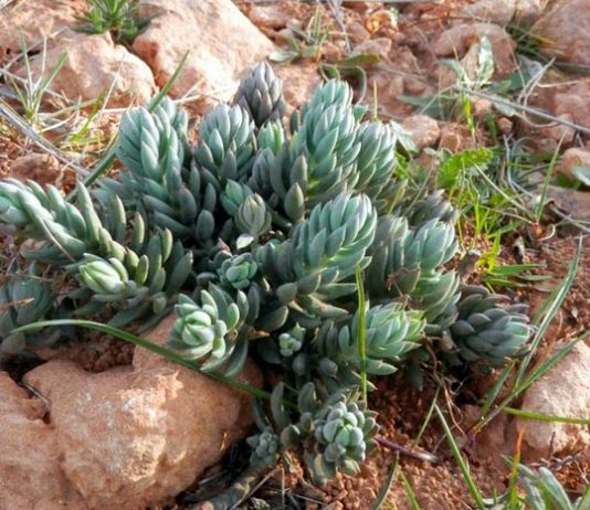 Sedum sediforme