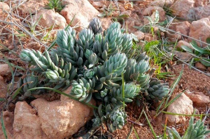 Sedum sediforme