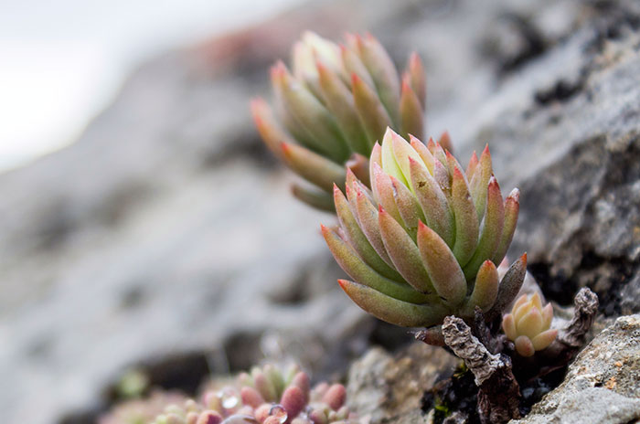 Sedum sediforme en rocas